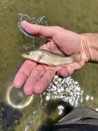 Image of Longnose Killifish