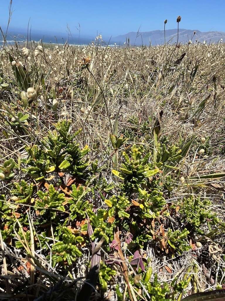 Image of Hearst Ranch buckbrush