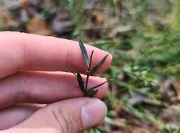 Imagem de Genista tinctoria subsp. tinctoria