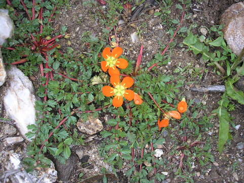 Image of Hypseocharis pimpinellifolia Remy