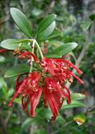 Image of Grevillea monslacana W. Molyneux & V. Stajsic