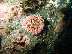 Image of McPeak anemone