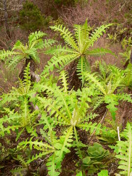 Image of Sonchus ortunoi Svent.