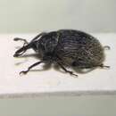 Image of Weevil