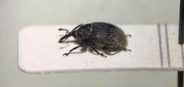 Image of Weevil