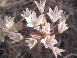 Image of largeflower onion