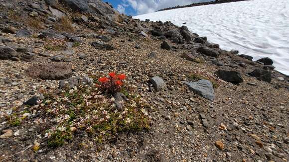 Image of cliff Indian paintbrush