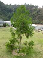 Dacrydium elatum (Roxb.) Wall. ex Loudon resmi