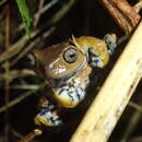 Image of Cordillera central treefrog