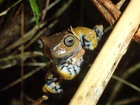 Image of Cordillera central treefrog