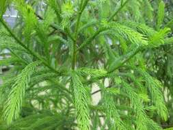 Dacrydium elatum (Roxb.) Wall. ex Loudon resmi