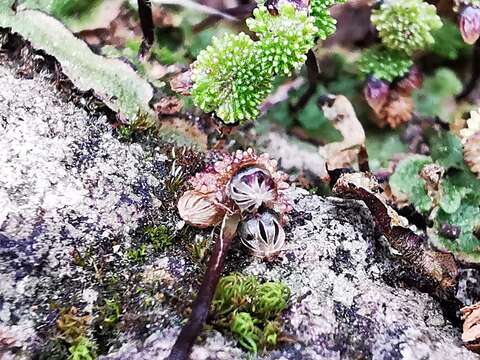 Sivun Asterella echinella (Gottsche) Underw. kuva