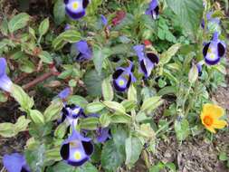 Image de Torenia fournieri Linden ex E. Fourn.