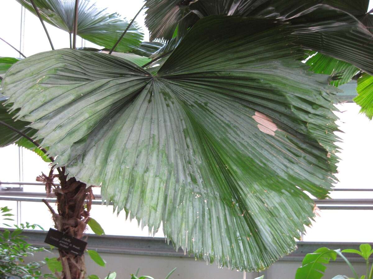 Image of Grosse Licuala Palm