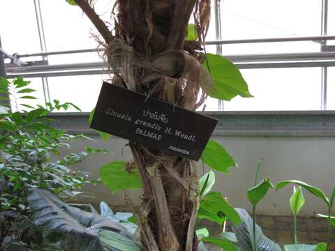 Image of Vanuatu fan palm