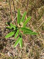 Слика од Croton linearis Jacq.