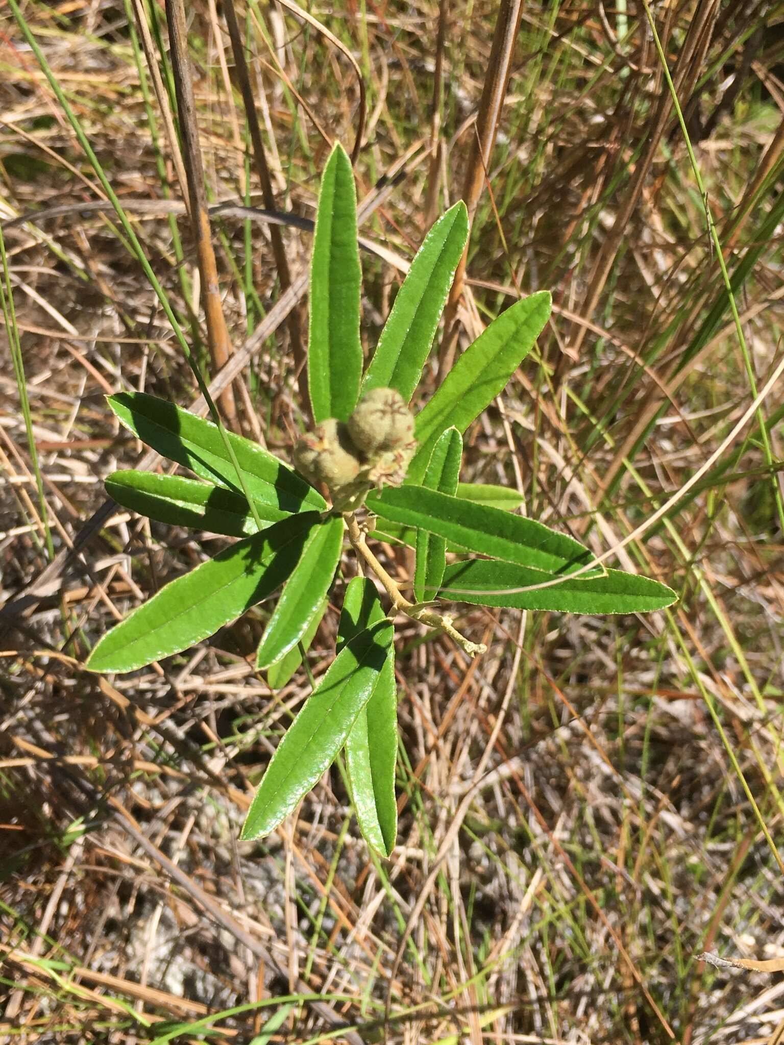 Слика од Croton linearis Jacq.