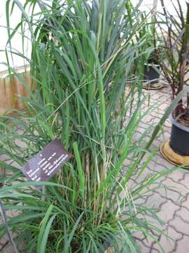 Image of citronella grass