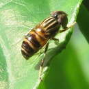 Imagem de Eristalinus arvorum (Fabricius 1787)