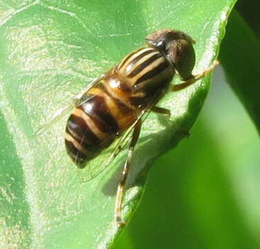 Image of Syrphid fly