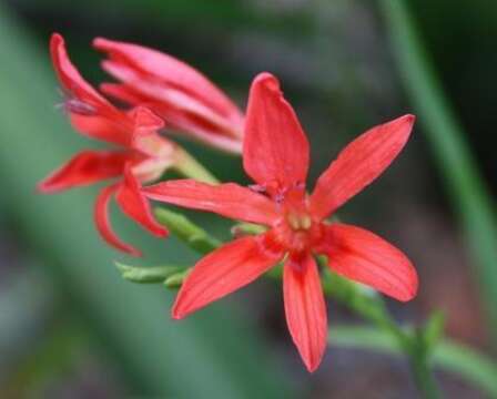 Image of Freesia grandiflora subsp. grandiflora