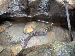 Image of Chinese water skink