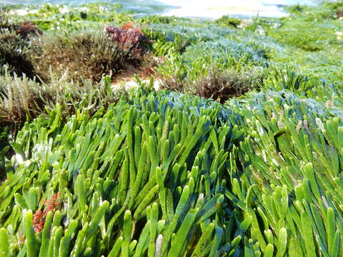 Sivun Caulerpa filiformis kuva