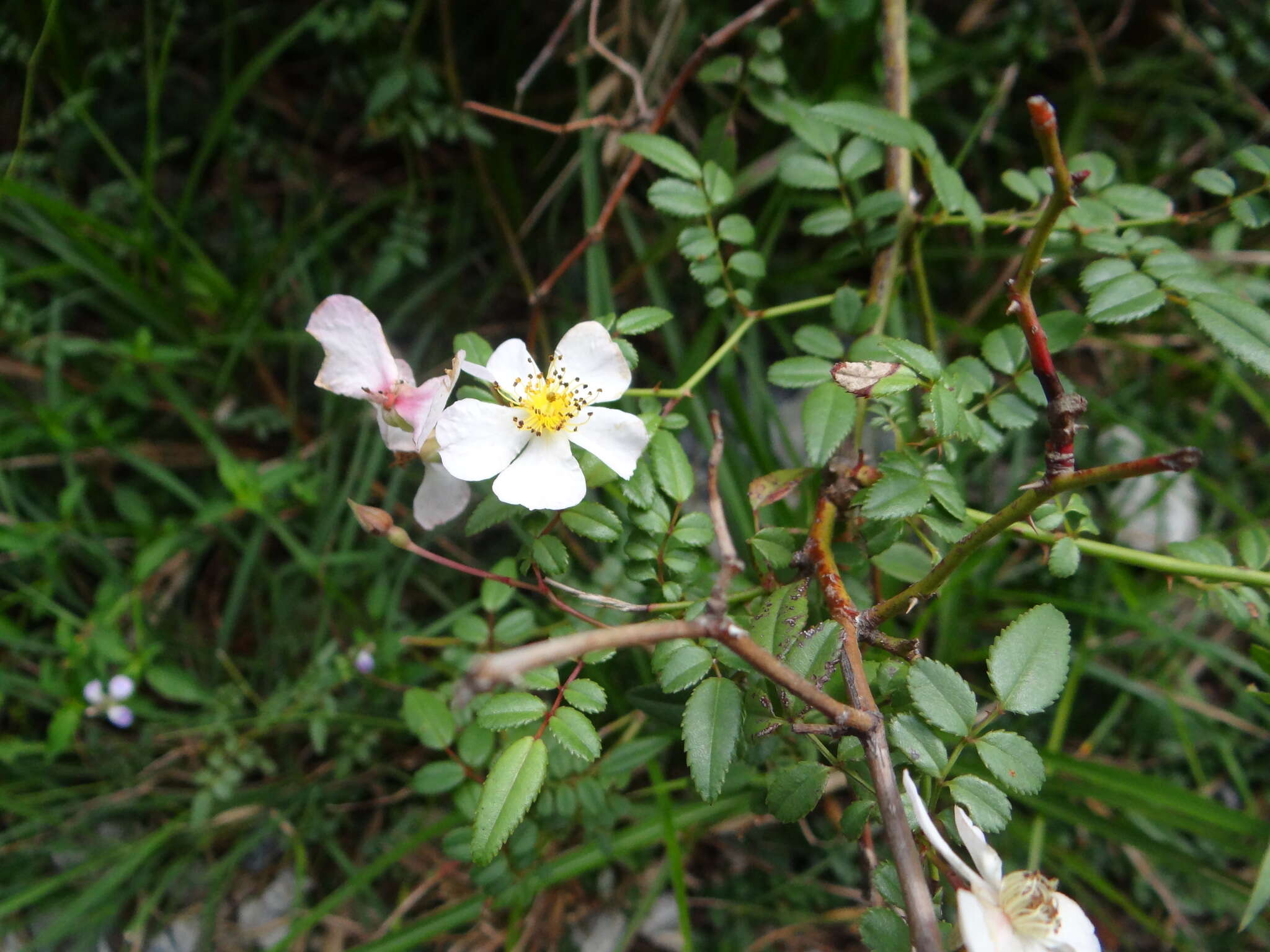 Rosa pricei Hayata resmi