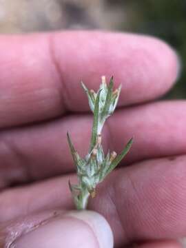 Image of Narrow-leaved cudweed