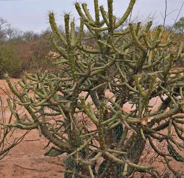 Image de Quiabentia verticillata (Vaupel) Borg