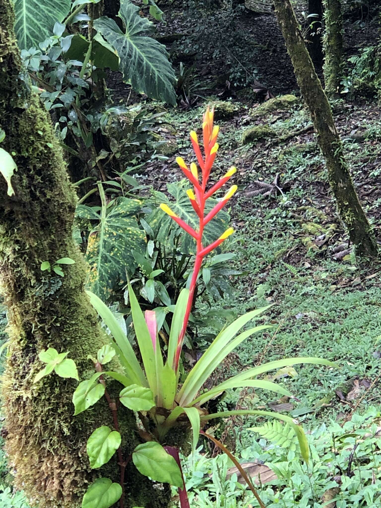 Image of Guzmania sprucei (André) L. B. Sm.