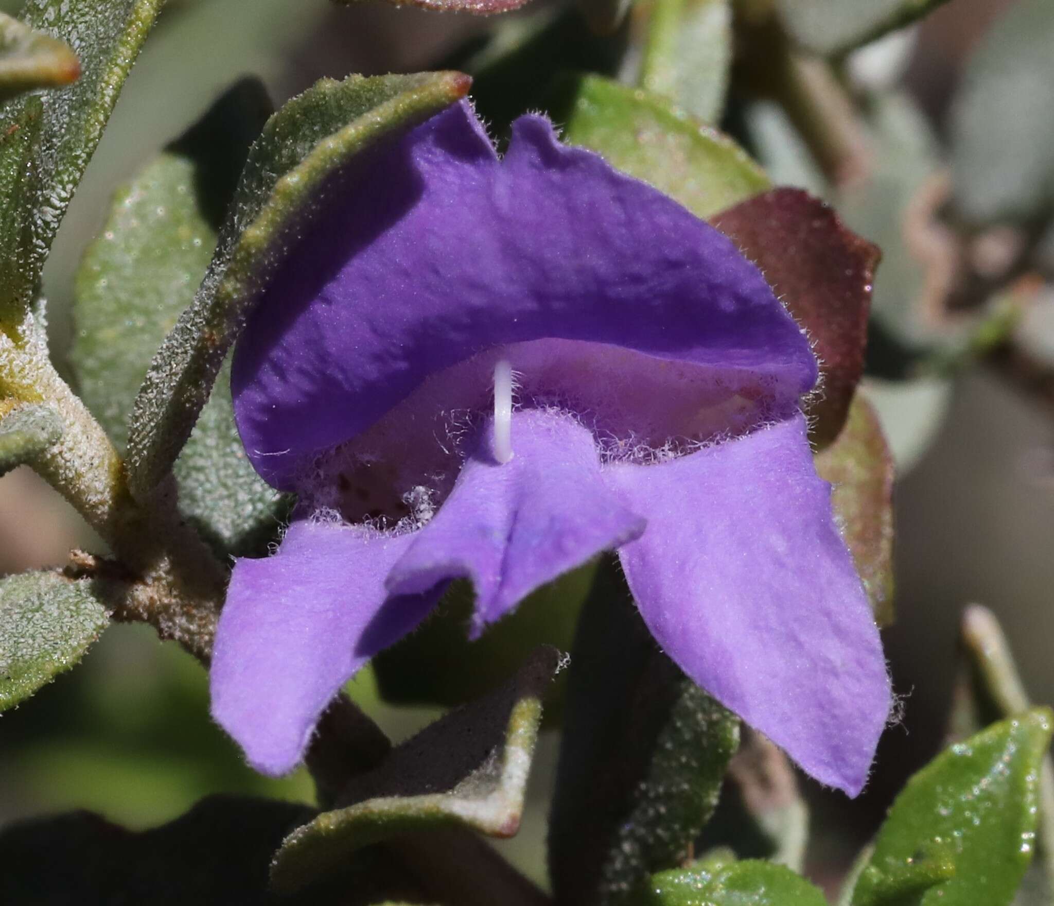 Imagem de Eremophila georgei Diels