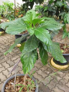 Image of Indian mulberry