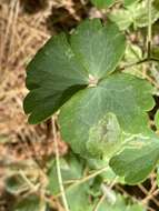 Image of Phytomyza aquilegiana Frost 1930