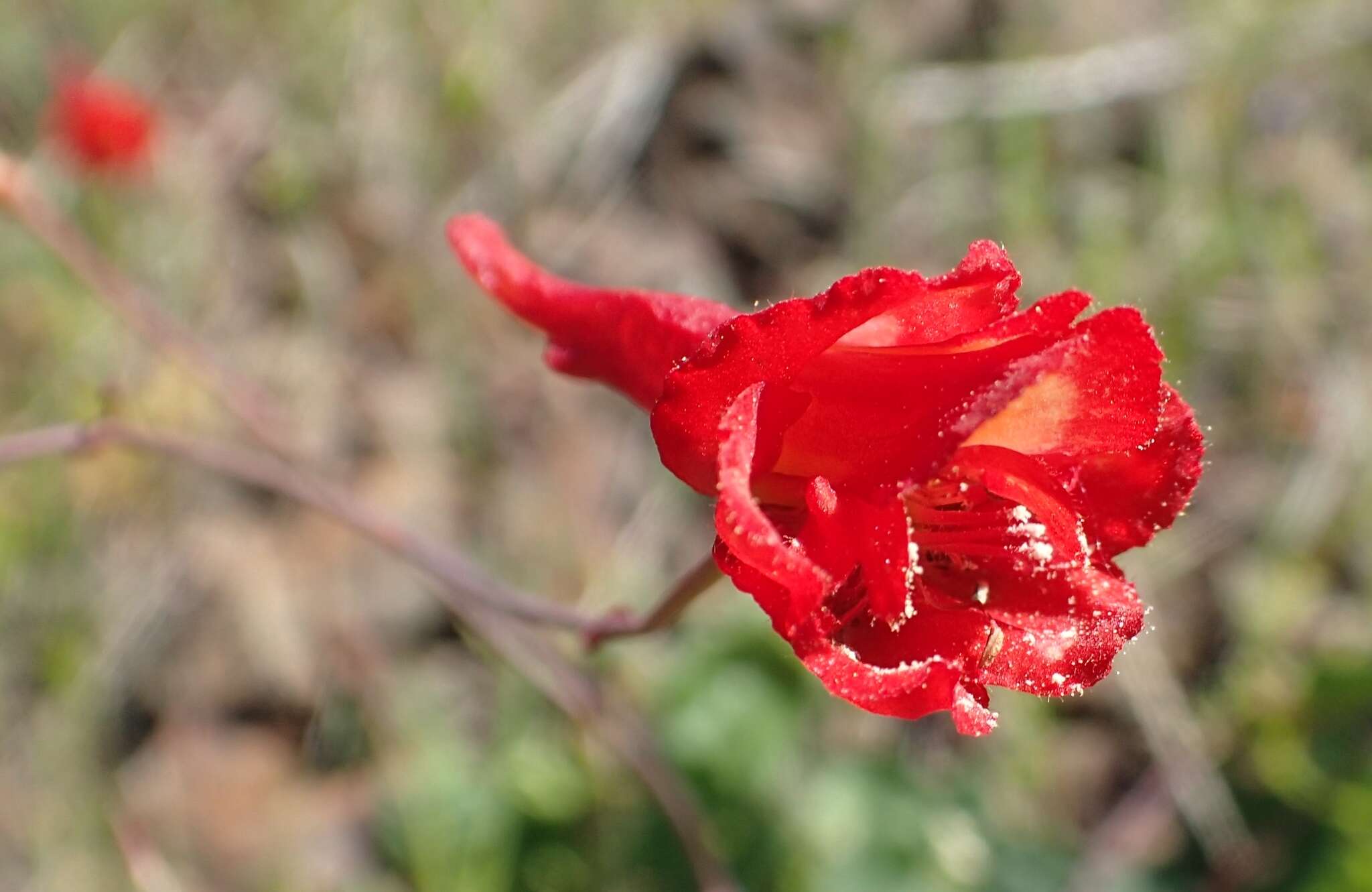 Image of red larkspur