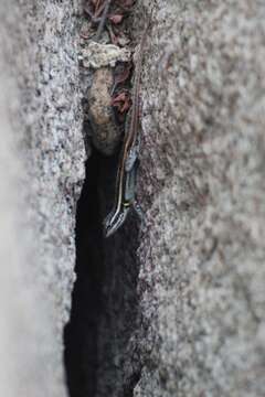 Image of Smith's Rosebelly Lizard