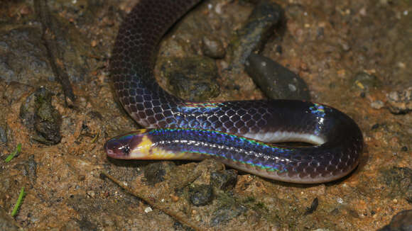 Image of Red-headed Reed Snake