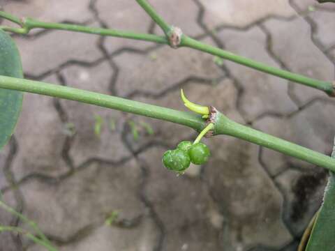 Image of black pepper