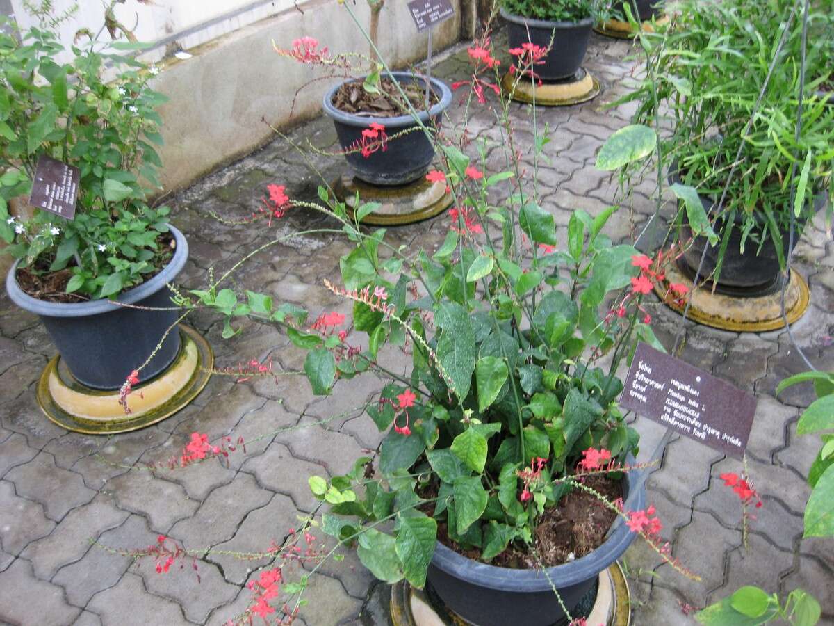 Imagem de Plumbago indica L.