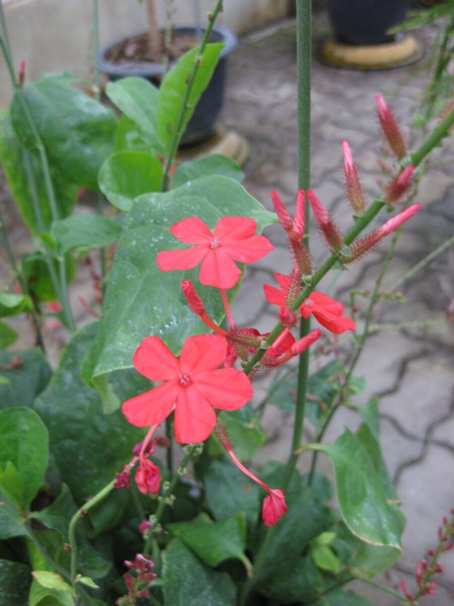 Imagem de Plumbago indica L.