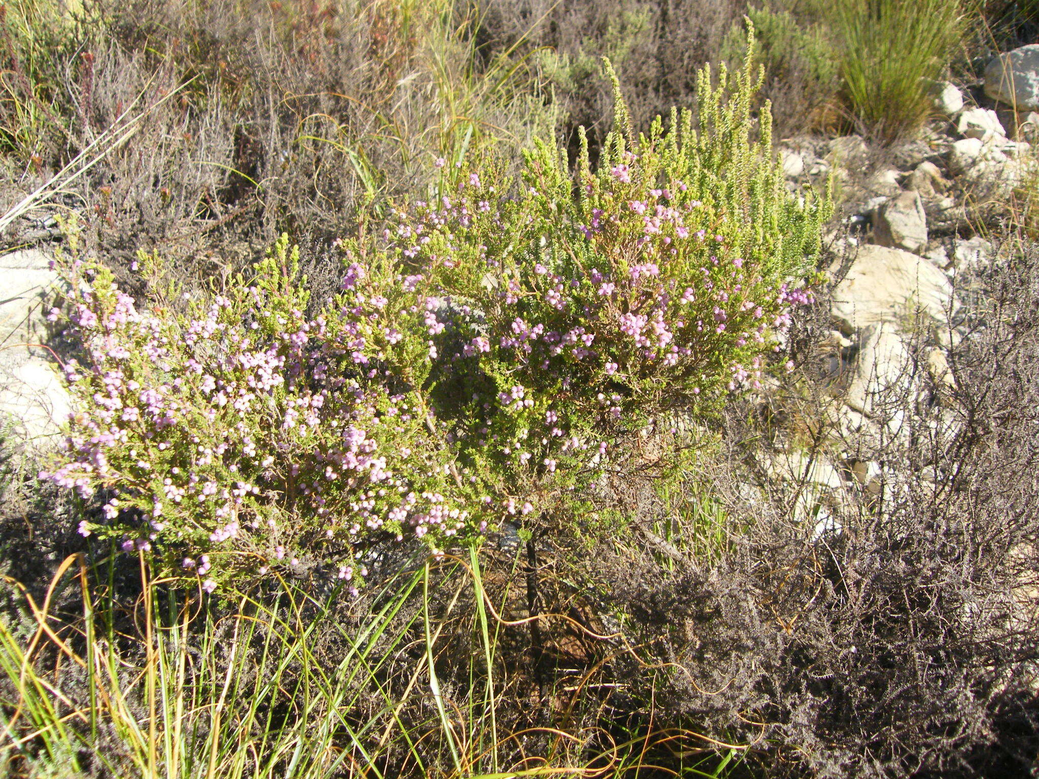 Image of Erica hirtiflora var. hirtiflora