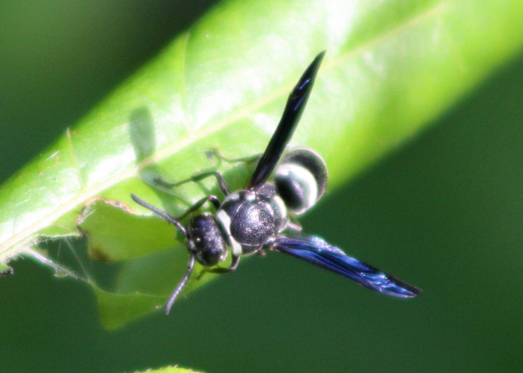 Euodynerus megaera (Lepeletier 1841)的圖片