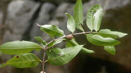 Image of Polysphaeria lepidocarpa Verdc.