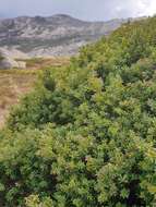 Image of Mountain Plum Pine