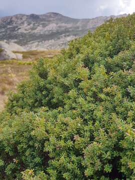 Plancia ëd Podocarpus lawrencei Hook. fil.