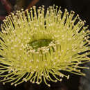 Imagem de Eucalyptus preissiana subsp. preissiana