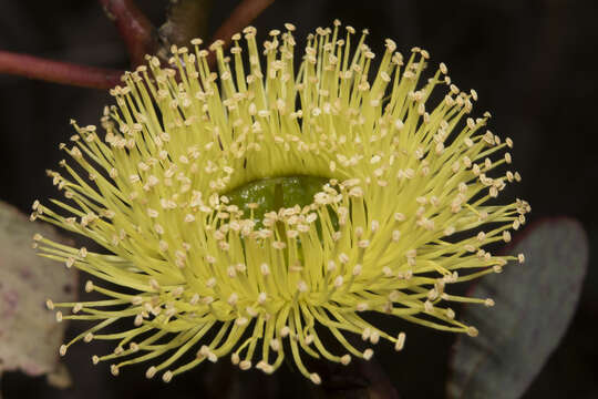 Image of Eucalyptus preissiana subsp. preissiana