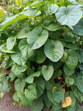 Imagem de Ipomoea setifera Poir.