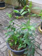 صورة Ardisia crenata Sims