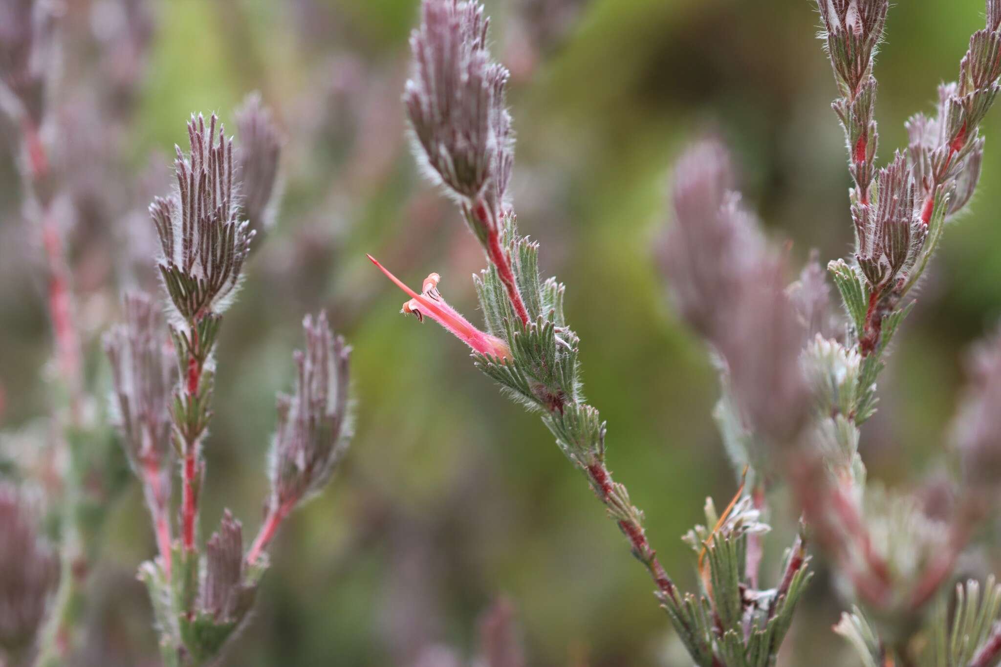 Image de Adenanthos macropodianus E. C. Nelson